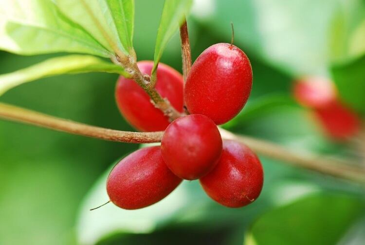 miracle-berry.jpg