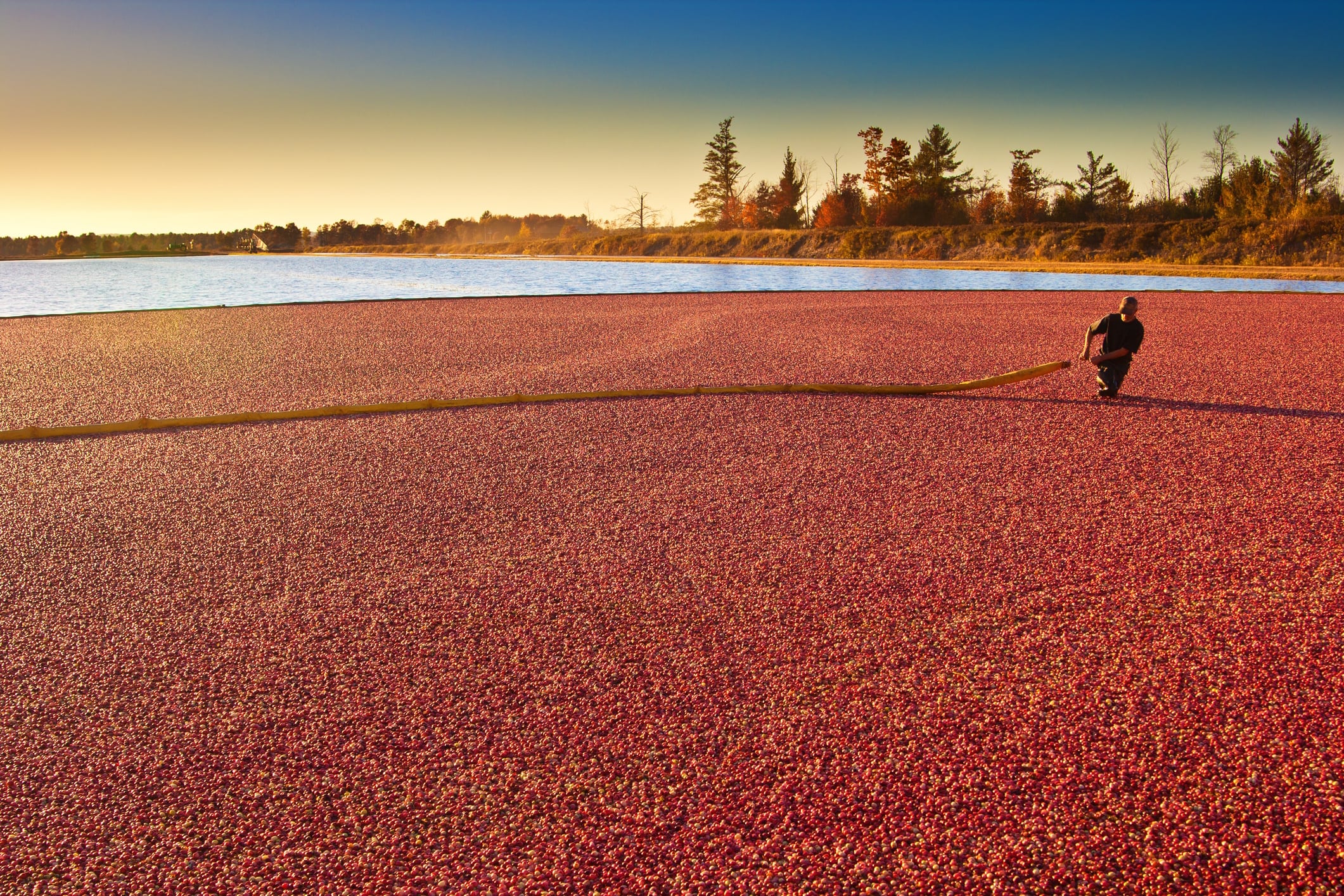 Farm Worker in Cranberry Bog Harvesting the Marsh Field in Wisconsin, USA