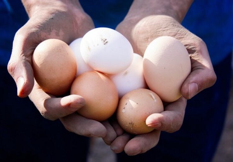 Helping home and commercial bakers crack the back of the skyrocketing price of eggs