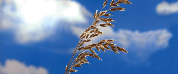 Lower cholesterol: OatWell® and the latest science