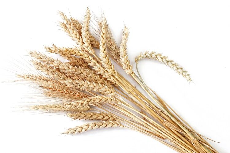 Wheat-yields-boosted-and-protein-content-increased-by-up-to-25-study.jpg