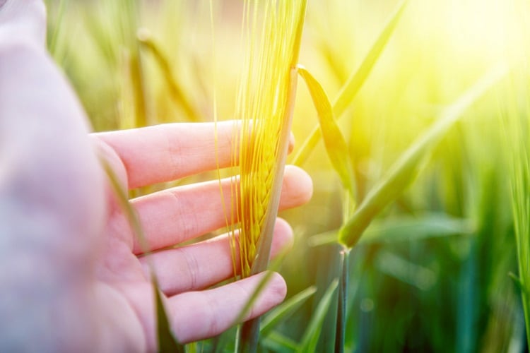 Ardent Mills prioritises nutrition, people and sustainability in new corporate social responsibility programme