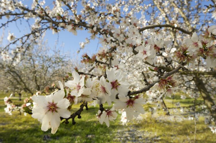 almond-flower-GettyImages-157424660_GomezDavid.jpg