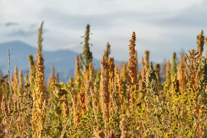 Quinoa-plantation-Chenopodium-quinoa-near-Cachi-northern-Argentina-estivillmi.jpg