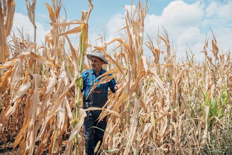 Extreme-Weather-corn-GettyImages-Nes.jpg
