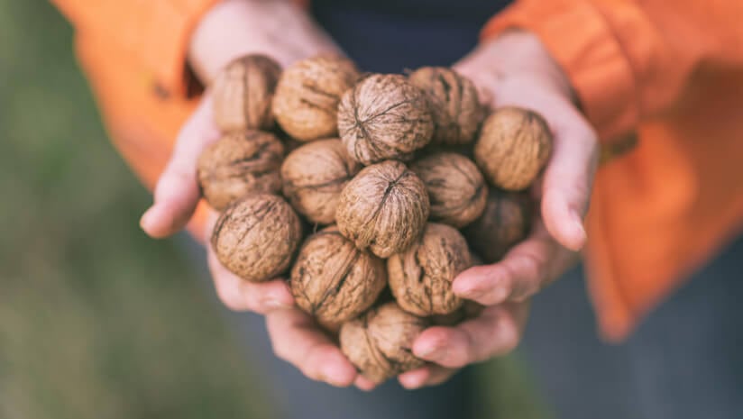 An active senior woman holding a handful of walnuts