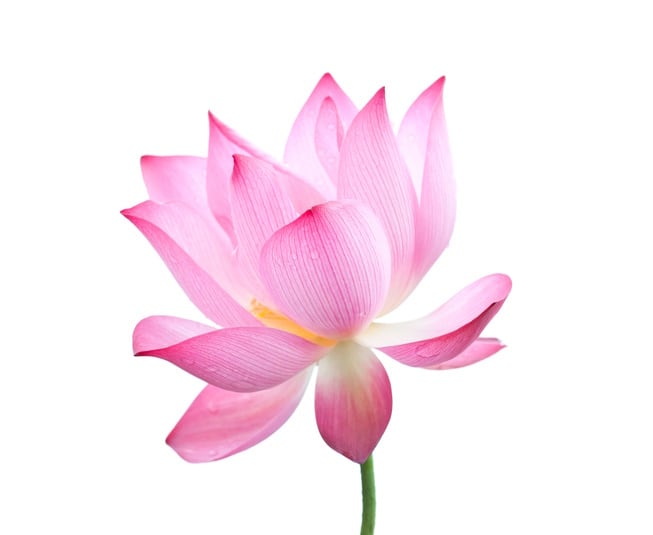 lotus-flower-kool99.jpg
