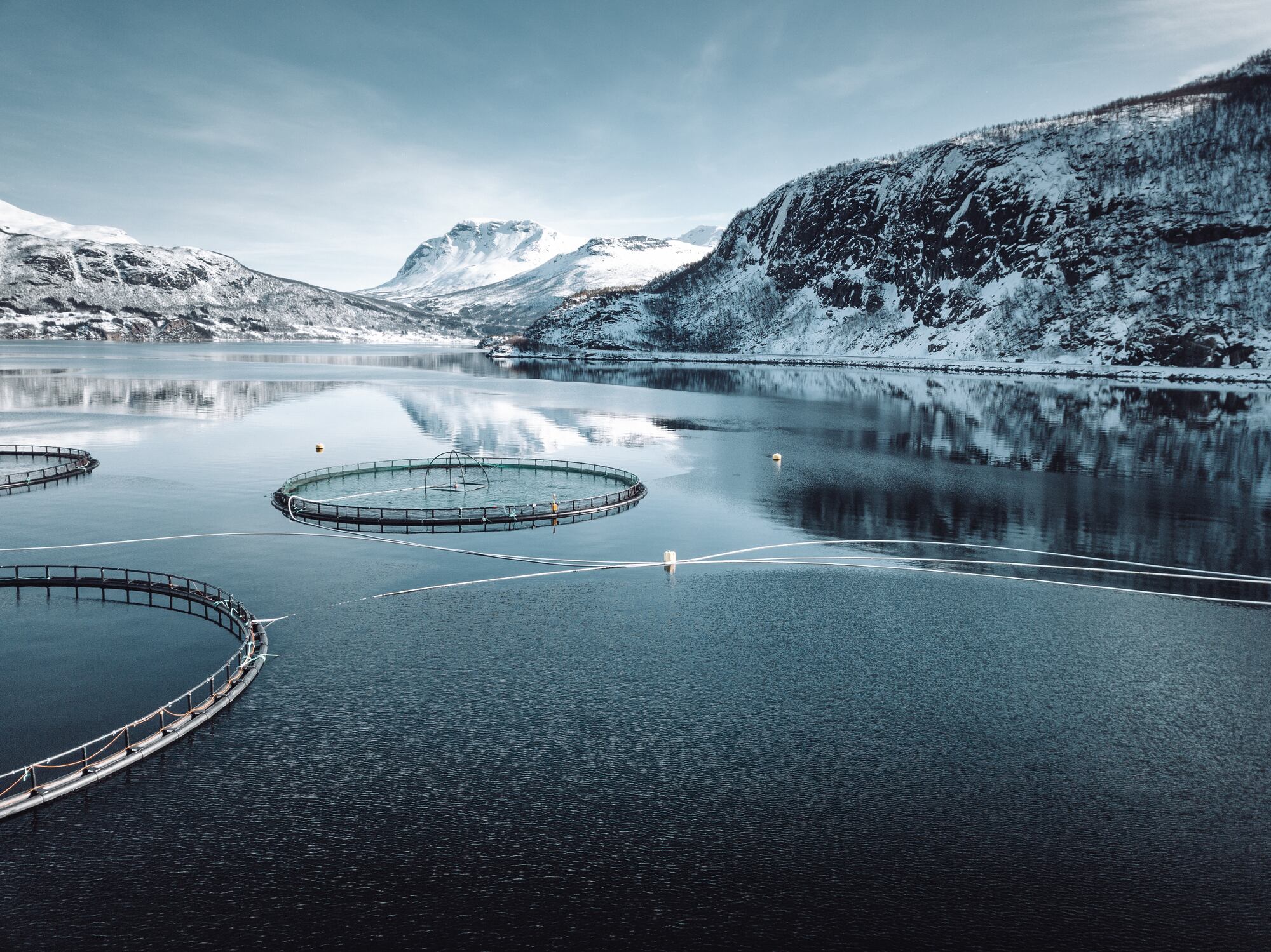 An 18 week study found dietary supplementation with upcycled Norwegian salmon protein hydrolysate may boost vitality, improve inflammatory markers, and enhance hair, skin, and nail quality.