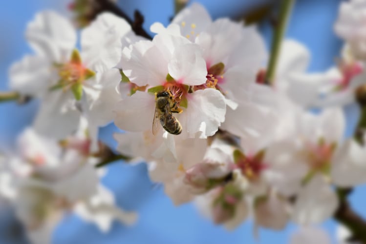 KIND to source 100% of its almonds from ‘bee-friendly’ farmland by 2025
