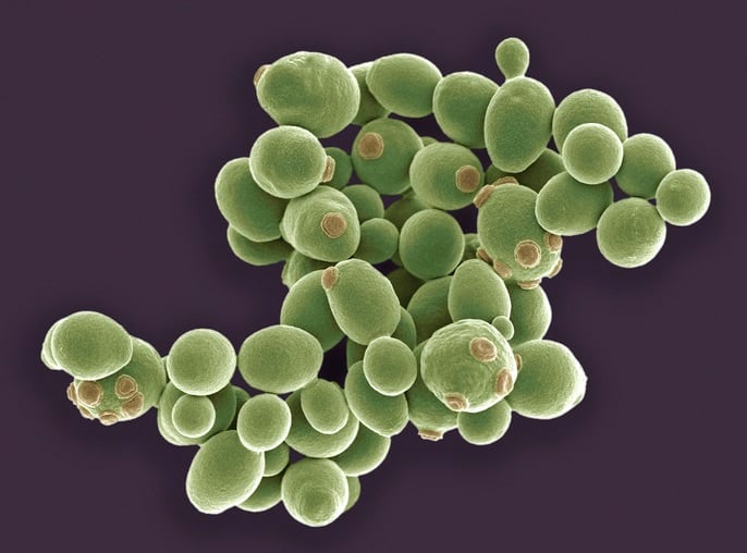 Yeast-Science-Photo-Library-STEVE-GSCHMEISSNER.jpg
