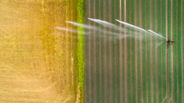 More drop per crop: Cereal water footprint study highlights need to transition to ancient grains