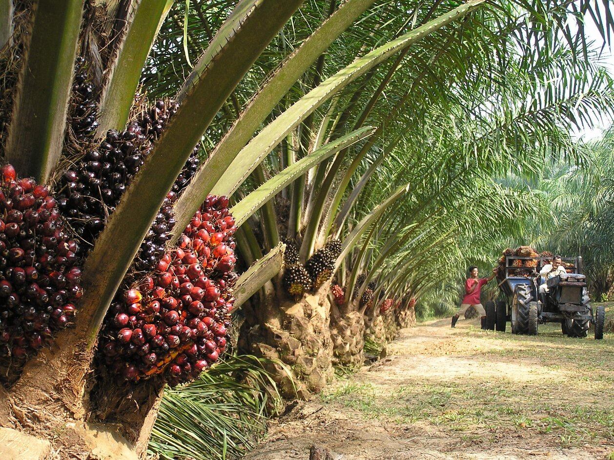Palm-oil-plantation-GreenPalm.jpg