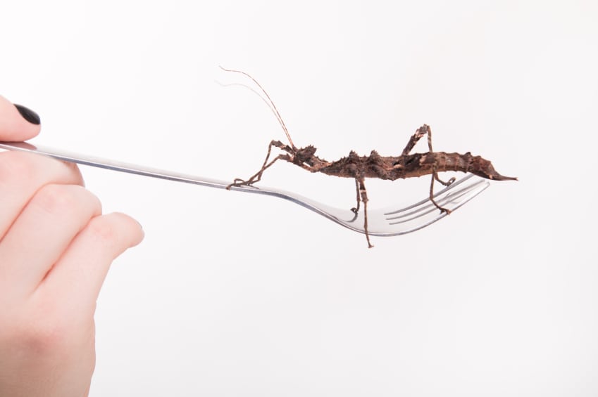 insect-protein-diet.jpg