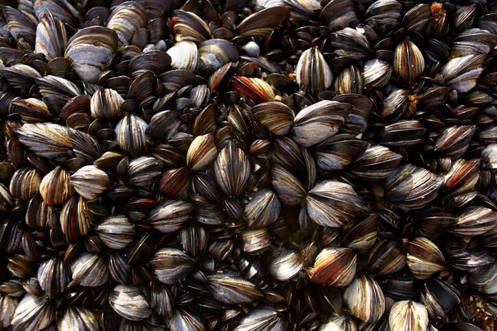 Getty-Images-Emma-Kim-shallfish-muscles-molluscs.jpg