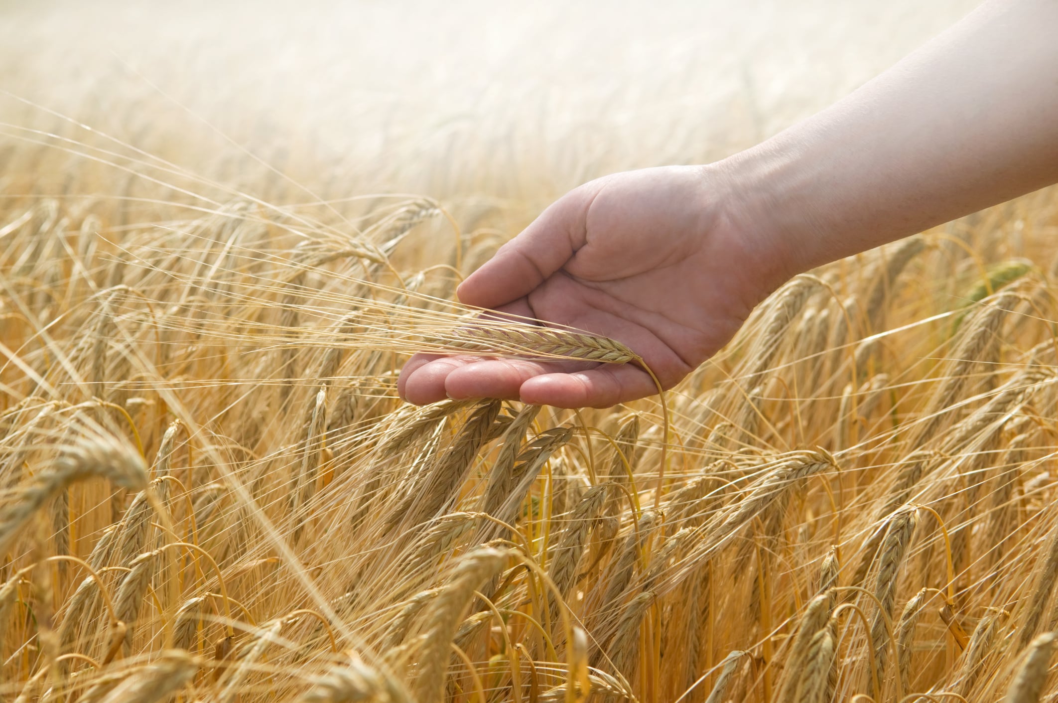 Mondelēz sustainability scheme goes solo: Is this the new industry standard?