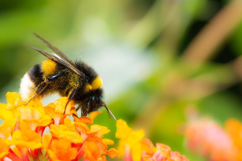 Food-businesses-back-biodiversity-as-key-to-COVID-recovery-We-must-reverse-nature-loss-before-we-reach-a-tipping-point.jpg