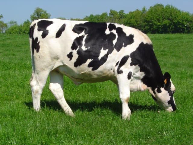 Holstein_heifer_Wikipedia-commons.jpg