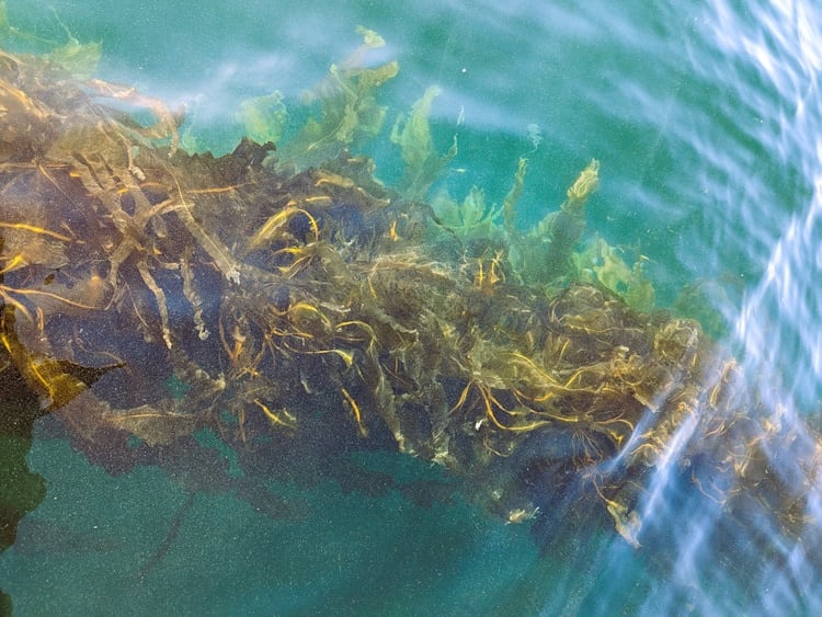Farmed Alaria seaweed