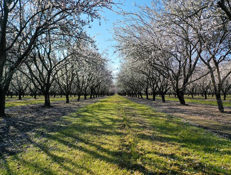 KIND_Healthy_Snacks-Almond-Acres-Initiative.jpg
