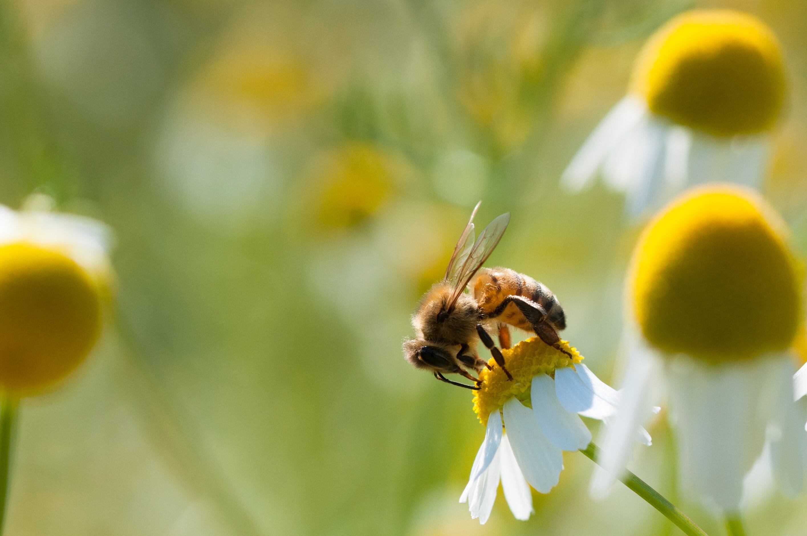 Food businesses back biodiversity as key to COVID recovery: ‘We must reverse nature loss before we reach a tipping point’