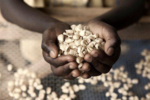 gettyimages_155146188-handswithwhitemaize.jpg