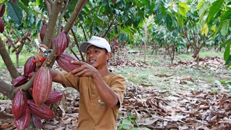 Does Asia hold the key to future demand for cocoa and chocolate products?