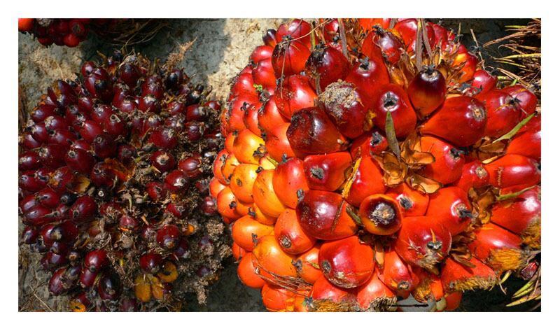 Wilmar-has-taken-action-to-secure-sustainable-supply-of-palm-oil-fruit-it-says.jpg
