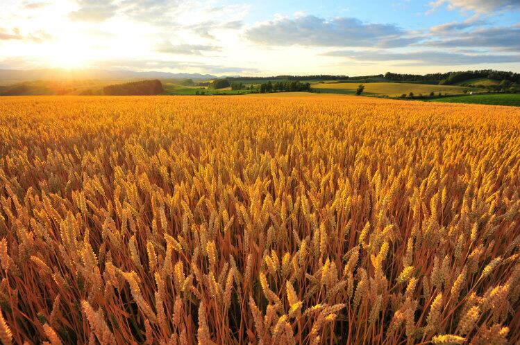GoodWheat's high-fiber varietal will grow on more land in 2020