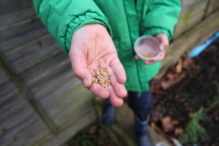 Real-Bread-wheat-handful-c-chris-young-1.jpg