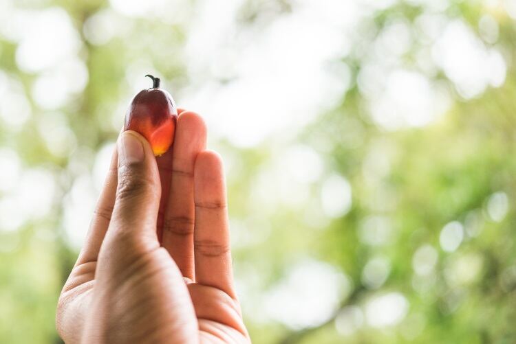Consumer watchdog weighs in on debate that palm oil increases cancer risk