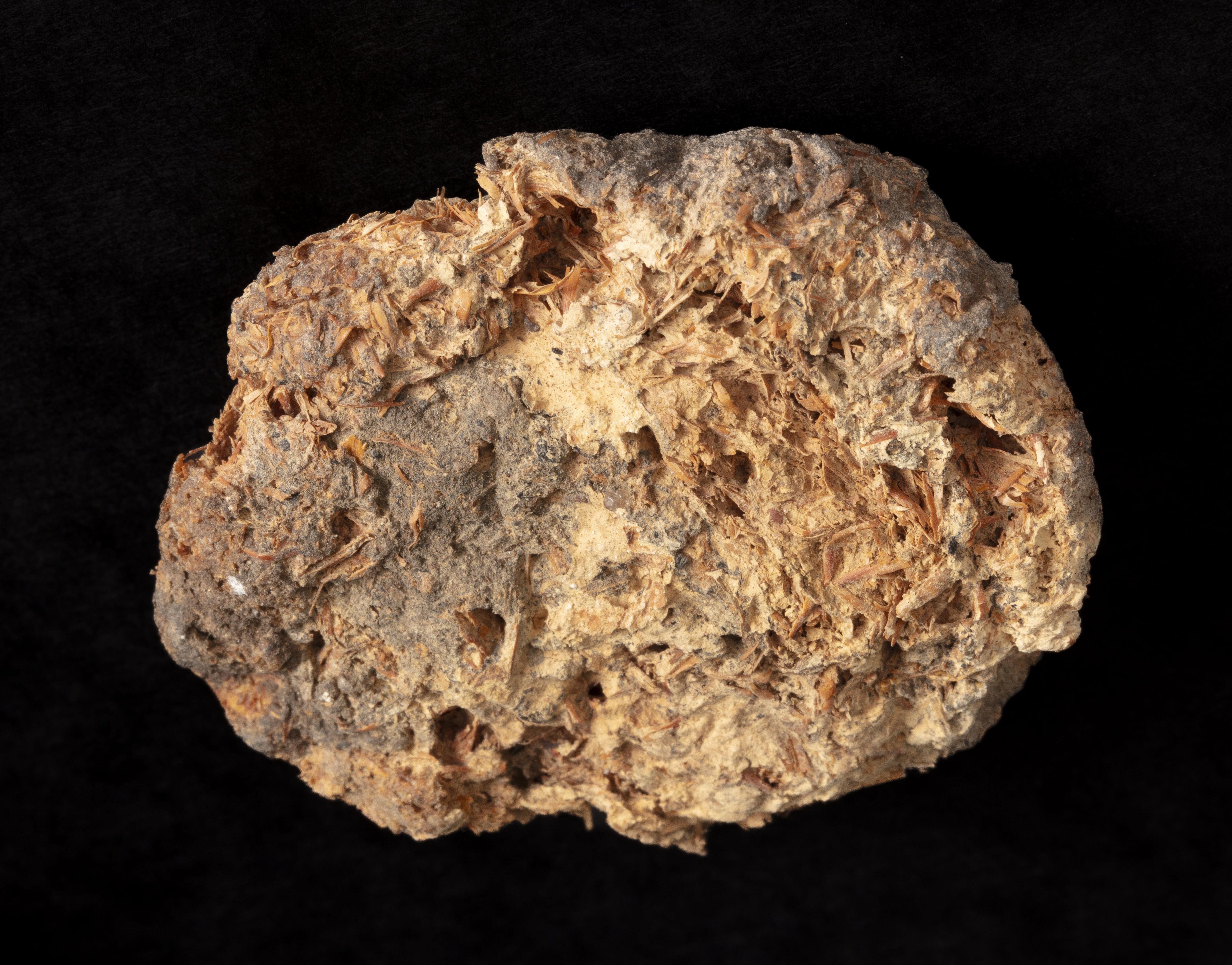 15_Ancient bread, about 1500 BCE. Image courtesy of Petrie Museum of Egyptian and Sudanese Archaeology, UCL © Mary Hinkley