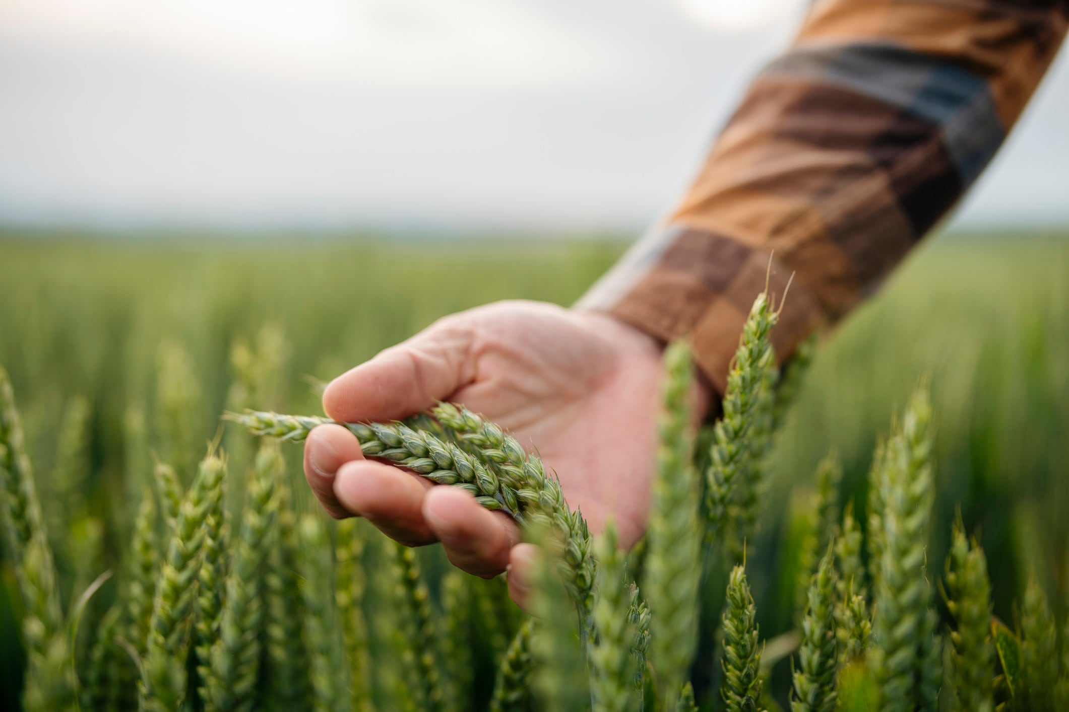Hand of farmer holding wheat crop in agricultural field
