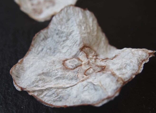Jellyfish-chip-Mie-T.-Pedersen.jpg