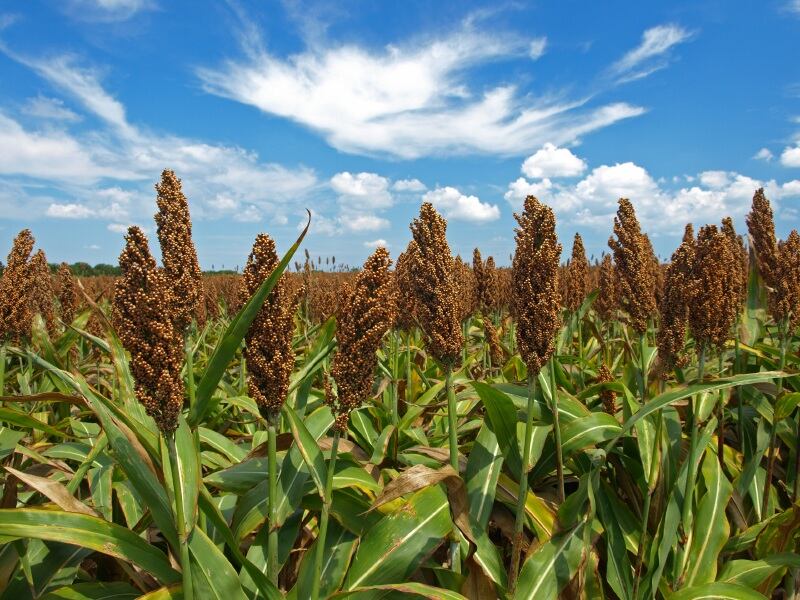 Sorghum-could-fight-chronic-diseases-thanks-to-its-antioxidant-properties.jpg