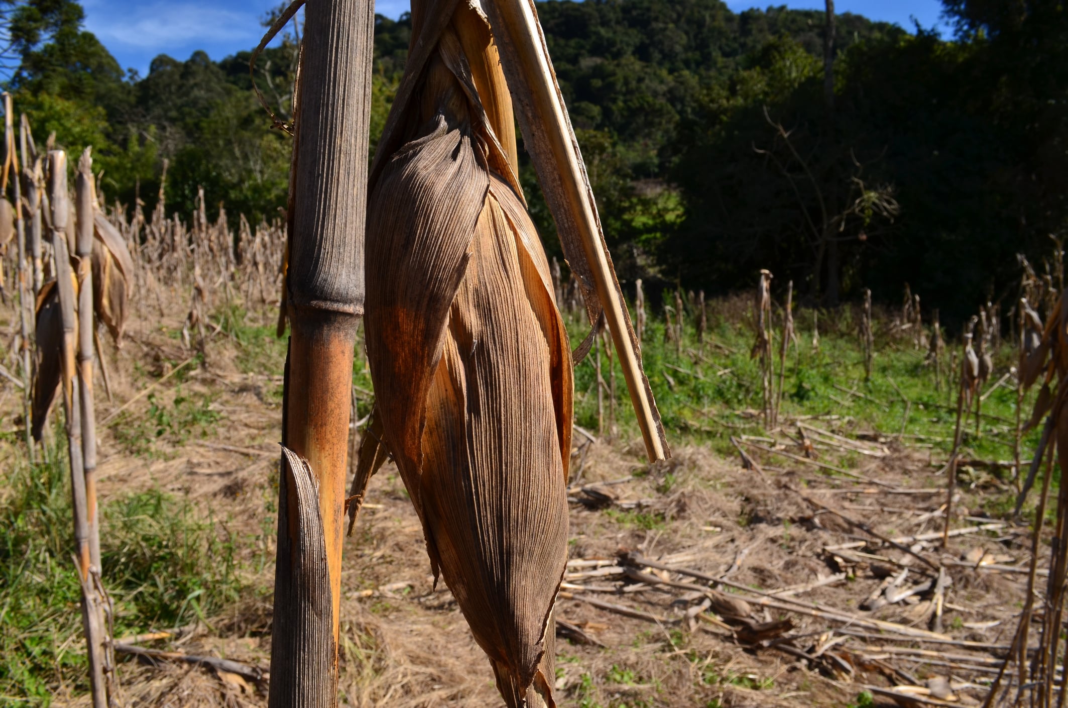 Dry corn on the field ready for harvest, in Brazil