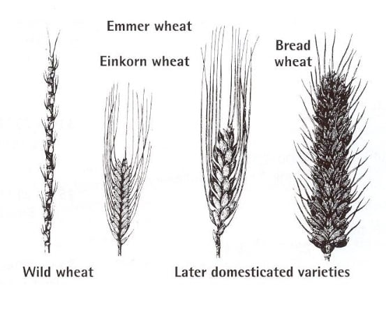 Evolution-of-domestic-wheat.jpg