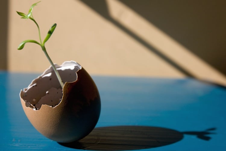 Plant-based-egg-Schedivy-Pictures-Inc.jpg