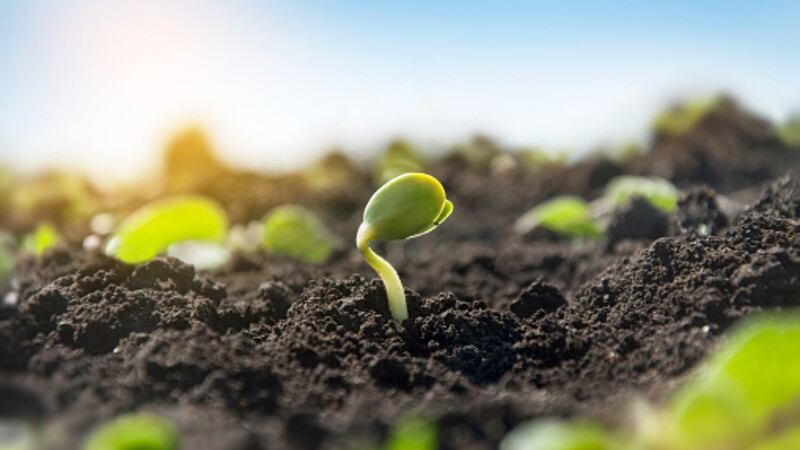 Soybean-plant.jpg