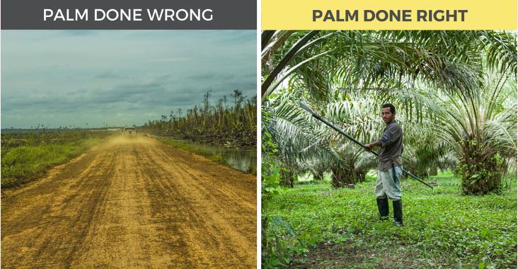 palm.jpg