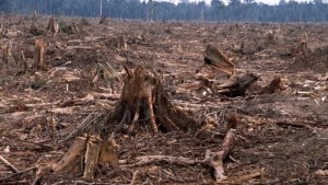 Sum Of Us called on PepsiCo to consider High Conservation Areas, not just forests. Photo Credit: WWF