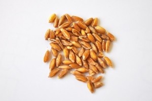 Tritordeum Grain (1)