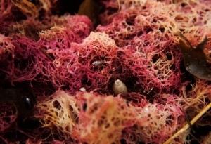 Vibrant red seaweed. Credit: University of Illinois