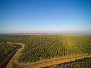 almond-orchard_GettyImages-873853582_alabn