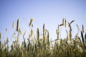 Barley-GettyImages-Terrababy
