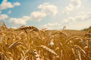 wheat-field-GettyImages-popartic