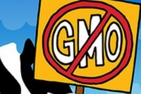 ben-and-Jerry--No-GMO