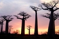 Baobab-Trees-at-Sunset_300dpi