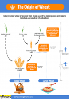 IWGSC-infographic_origin-of-wheat_750