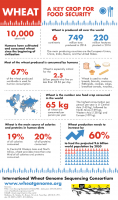 IWGSC-infographic_wheat-and-food-security_740px