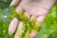 Seaweed (sea lettuce) Getty